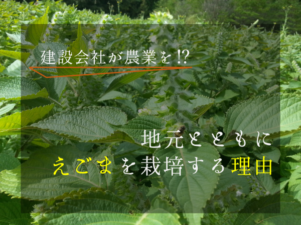 建設会社が農業を 地元とともにえごまを栽培する理由 さんいんまなび